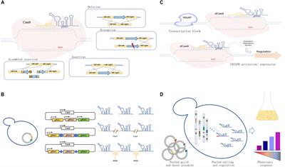 CRISPR/Cas9 Systems for the Development of Saccharomyces cerevisiae Cell Factories